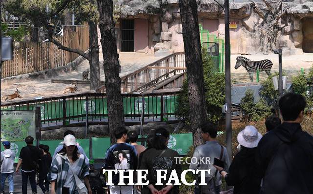 방사장 주변은 울타리 교체 공사로 관람로가 막히고 바리케이드까지 설치돼 가까이서 세로의 모습을 볼 수 없었다.