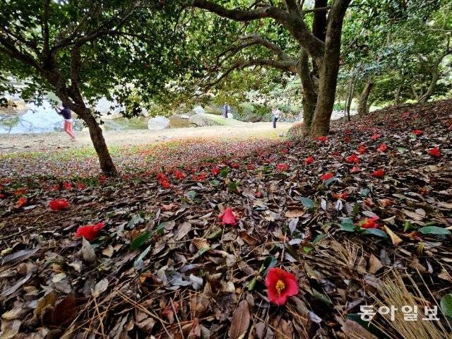고산 윤선도의 은거지였던 전남 완도군 보길도 세연정의 동백나무 숲속에 떨어져 있는 동백꽃. 늦겨울에 피어난 보길도의 동백꽃은 4월 중순까지 절정을 이룬다.