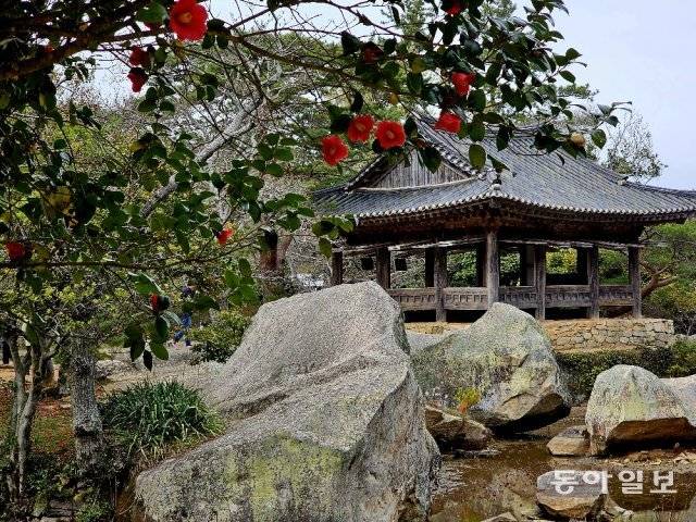 동백꽃 핀 세연정.
