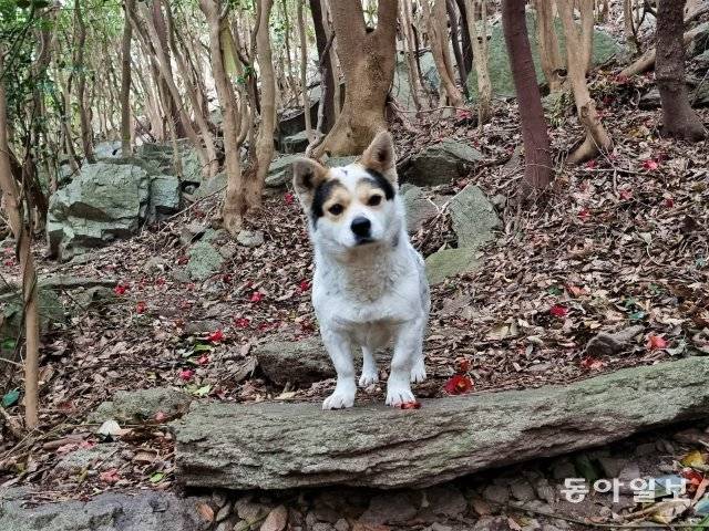 뾰족산 등산길을 안내한 흰둥이.