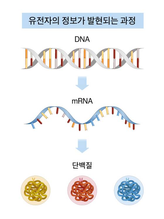 그래픽=양유정 기자 yang.yujeong@joongang.co.kr