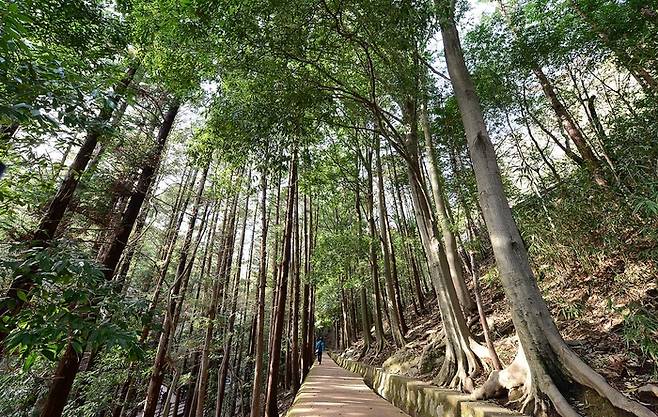 명품 숲길 30선 중 우수 숲길로 선정된 ‘백양산 나들숲길’. 산림청 제공