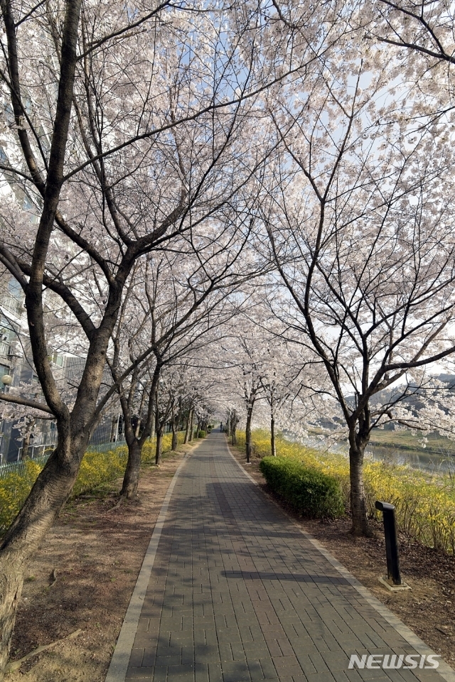 의정부시 호원동 벚꽃길.(사진=의정부시 제공)