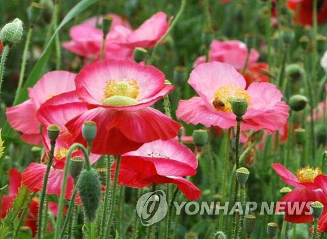 양귀비꽃 [연합뉴스 자료]