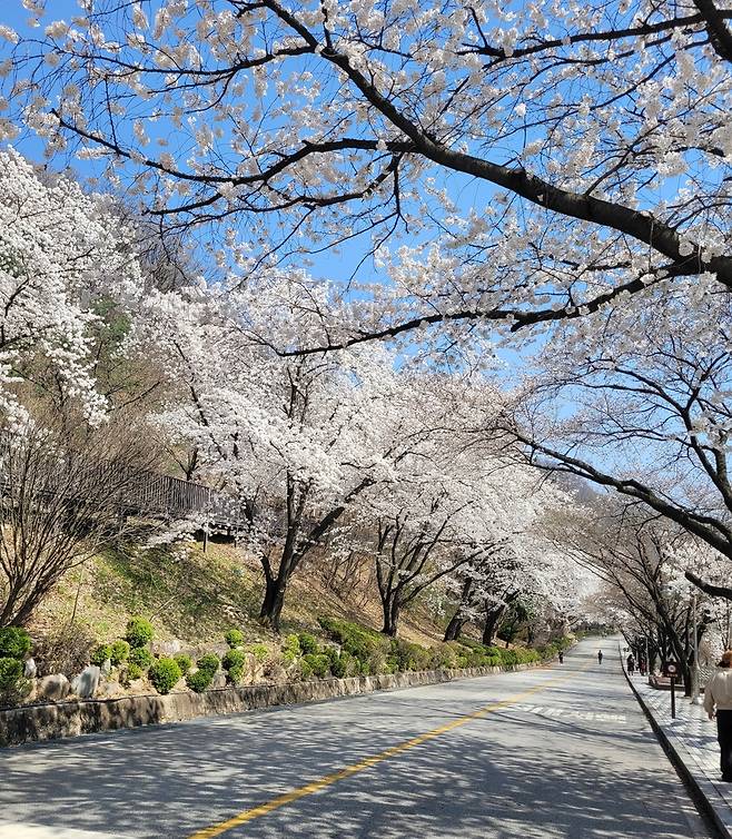 31일 촬영한 충주댐 벚꽃 충주시 제공. 재판매 및 DB 금지