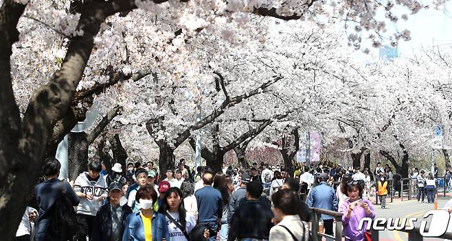 2일 오후 서울 영등포구 여의도 윤중로를 찾은 시민들이 벚꽃길을 걸으며 봄을 만끽하고 있다. 2023.4.2/뉴스1 ⓒ News1 임세영 기자