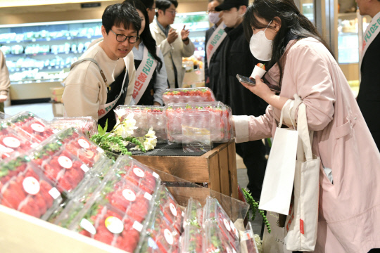 홍성군과 농업법인 헤테로가 함께 키운 딸기 '홍희'가 현대백화점 전 지점에서 지난달 31일부터 2일까지 팔렸다. 사진=홍성군 제공