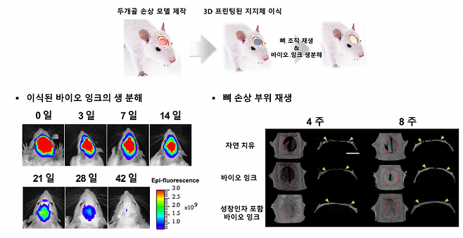 연구진이 개발한 바이오 잉크가 쥐 실험에서 생분해 되는 과정. 한국과학기술연구원(KIST) 제공