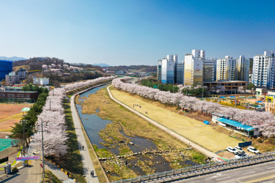 영동천 주변 벚꽃만개한 모습 사진=영동군 제공