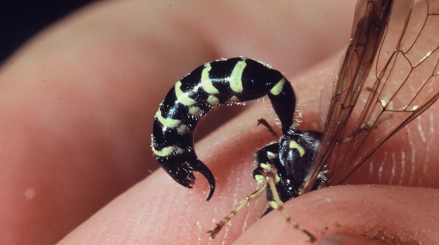 벌의 독침은 산란관에서 진화해서, 실제 독침은 암컷에게만 있다. 슈미트의 손가락을 노리고 있는 사진 속 수컷 말벌(tiphiid wasp)이 내민 독침은 가짜(psedo-stinger)여서, 위협용일 뿐 독액을 주입하지는 못한다고 한다. 슈미트 사진.