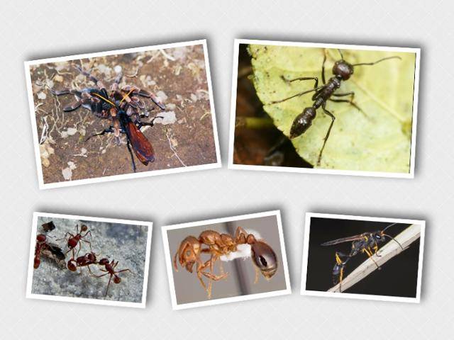 슈미트가 '통증지수' 4등급으로 분류한 타란툴라사냥벌(위 왼쪽부터 시계방향)과 총알개미. 3등급인 수확개미와 1등급 붉은불개미, 나나니벌(아래 오른쪽). 위키피디아.