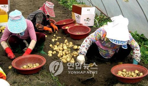 광활 햇감자 [연합뉴스 자료사진]