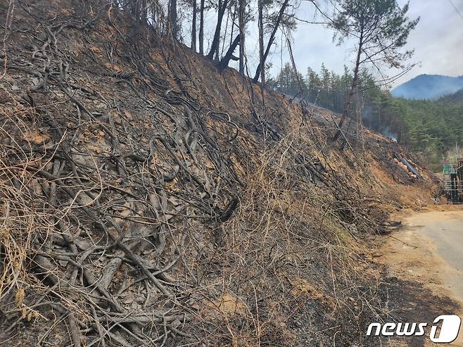 4일 오전 전남 순천시 송광면 봉산리 야산에서 전날 발생한 산불로 임야가 새까맣게 타 잿더미가 돼순천 있다.2023.4.4/뉴스1 ⓒ News1 김동수 기자