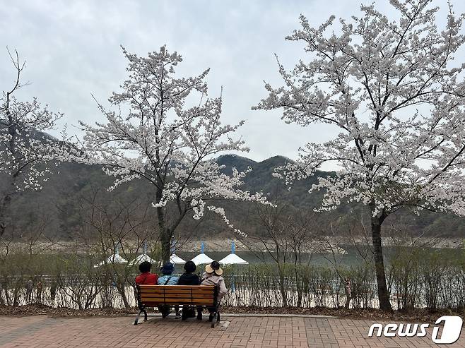 4일 강원 춘천 북산면 청평리 소양강댐정상에서 시민들이 벚꽃과 소양강댐을 보며 생각에 잠겨있다.2023.4.4. 한귀섭 기자