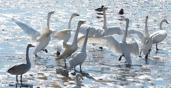 Migratory birds fly from Eulsukdo. The location is where the Nakdong River and the South Sea meet. [SONG BONG-GEUN]