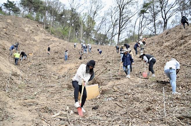 [증평=뉴시스] 강신욱 기자 = 충북 증평군 공무원들이 4일 증평읍 미암리 산에서 78회 식목일을 기념하는 나무심기를 하고 있다. 이날 행사에는 군 공무원과 군의회의원 등 300여 명이 참여해 낙엽송 묘목 5150그루를 심었다. (사진=증평군 제공) 2023.04.04. photo@newsis.com *재판매 및 DB 금지