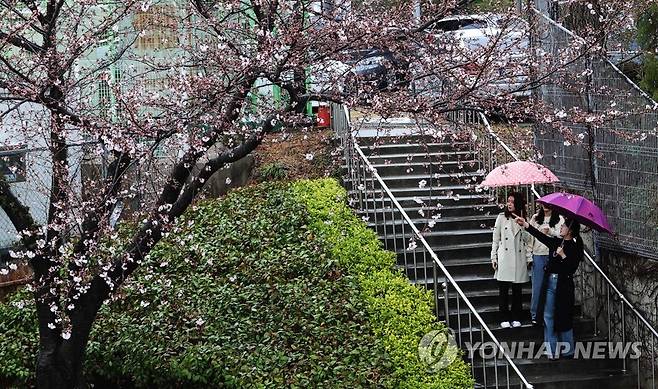 봄비와 함께 핀 벚꽃 (강진=연합뉴스) 23일 오전 전남 강진군 강진읍 강진군청 주변 벚나무가 밤사이 꽃망울을 터트려 봄 분위기를 물씬 풍기고 있다. 2023.3.23 [강진군 제공. 재판매 및 DB 금지] iny@yna.co.kr