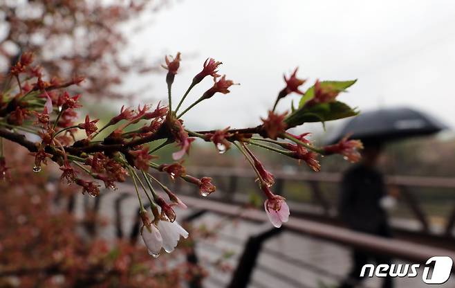 전국 곳곳에 봄비가 내린 5일 오전 서울 강남구 양재천 밀미리다리 벚꽃길에서 우산을 쓴 시민들이 산책하고 있다. 2023.4.5/뉴스1 ⓒ News1 김진환 기자