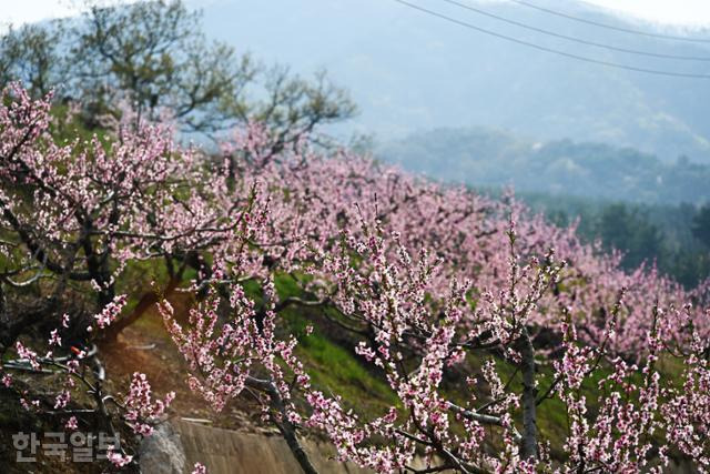 반곡지 주변 산자락이 온통 복숭아밭이어서 동요 '고향의 봄' 풍경을 연상시킨다.