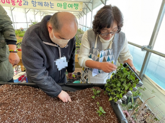 지난해 11월 강원 춘천시 ‘1004천사농장’의 치유농업 프로그램에 참여한 성인 발달장애인들이 상추모종심기 활동을 하고 있다. 　농촌진흥청 제공