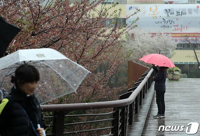 전국 곳곳에 봄비가 내린 5일 오전 서울 강남구 양재천 밀미리다리 산책길에서 우산을 쓴 시민들이 벚꽃길을 산책하고 있다. 2023.4.5/뉴스1 ⓒ News1 김진환 기자