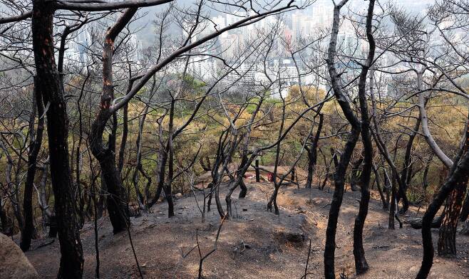식목일인 5일 오후 서울 인왕산 기차바위 인근 나무들이 지난 2일 발생한 산불로 새까맣게 타 있다. /연합뉴스