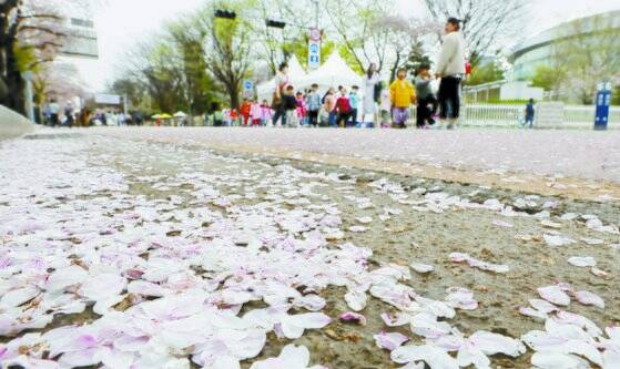 제17회 봄꽃축제가 개막한 지난 4일 서울 영등포구 여의도에서 어린이들이 벚꽃길을 걷고 있다. 뉴스1