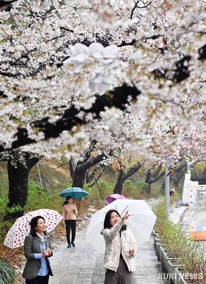 5일 오후 과천 렛츠런 파크에서 점심식사를 마친 한국마사회 직원들이 모처럼 내린 단비에 우산을 쓰고 벚꽃터널 내 만개한 벚꽃을 감상하고 있다.