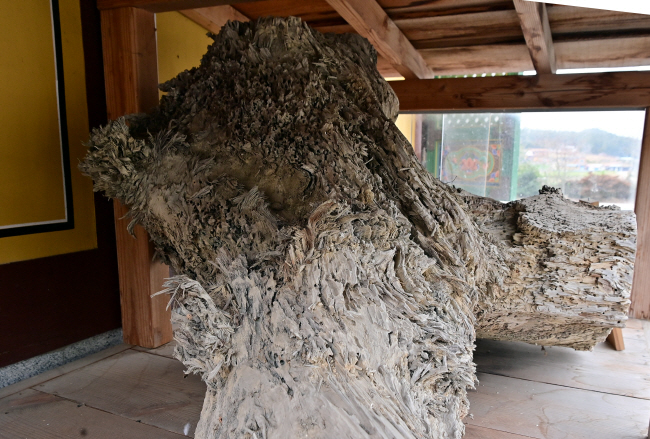 진도 울돌목 인근 갯벌에서 발견된 1700년 전의 녹나무 뿌리 부분. 불상을 만들고 남은 부분을 법당 앞에 전시해 놓았다.