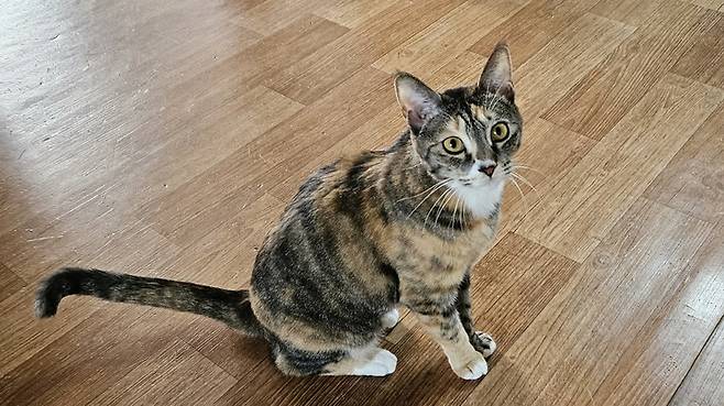 [서울=뉴시스] 강운지 리포터 = 유튜브 채널 '아리랑은 고양이 내가 주인'에 출연하는 반려묘 '아랑' 2023.03.22. kuj0102@newsis.com *재판매 및 DB 금지