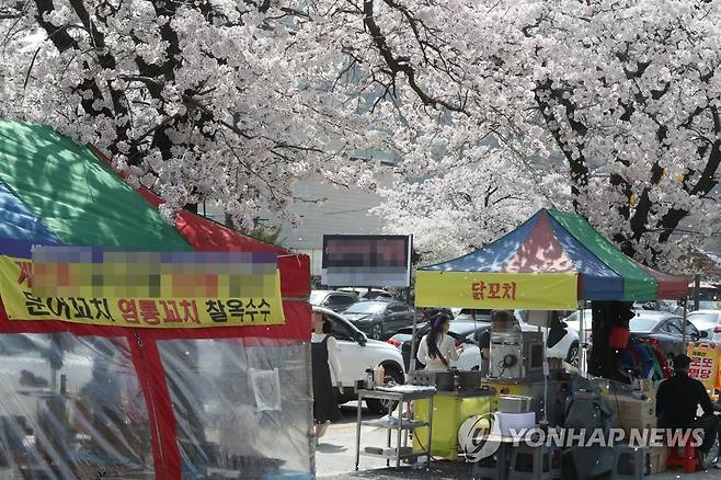 벚나무 아래 노점상 지난 1일 벚꽃이 흐드러지게 핀 충남 공주시 반포면 학봉리 동학사 입구 일대에서 노점상들이 영업하는 모습 [연합뉴스 자료사진]