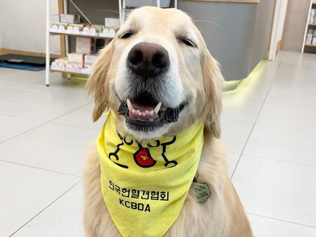 헌혈견 주몽이. 한국헌혈견협회 제공