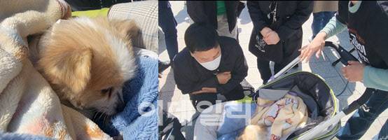 낯선 환경에 고개를 숙인 레몬이의 모습. 시민들이 헌화 후 1256마리 개가 집단 아사한 현장에서 구조된 레몬이의 사연을 듣고 있다 (사진=이데일리 김화빈 기자)