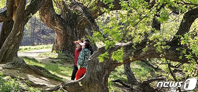 주말인 8일 경북 경산 남산면 반곡지 수백년 된 왕버들 나무에 봄을 맞아 싹을 틔운 연두색 잎파리들이 햇살을 받아 환상적인 풍경을 연출하고 있다. 반곡지는 수백년된 왕버들 20여 그루가 줄지어 선 나무터널이 문화체육관광부 '사진찍기 좋은 녹색명소'로 선정된 곳이다. 2023.4.8/뉴스1 ⓒ News1 정우용 기자