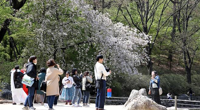 비가 그치고 맑은 날씨를 보인 지난 7일 오후 서울 종로구 창경궁을 찾은 관광객들이 봄기운을 만끽하며 산책하고 있다. /뉴스1