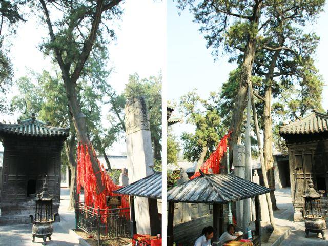 관림의 측백나무, 용수백과 봉미백. ⓒ최종명