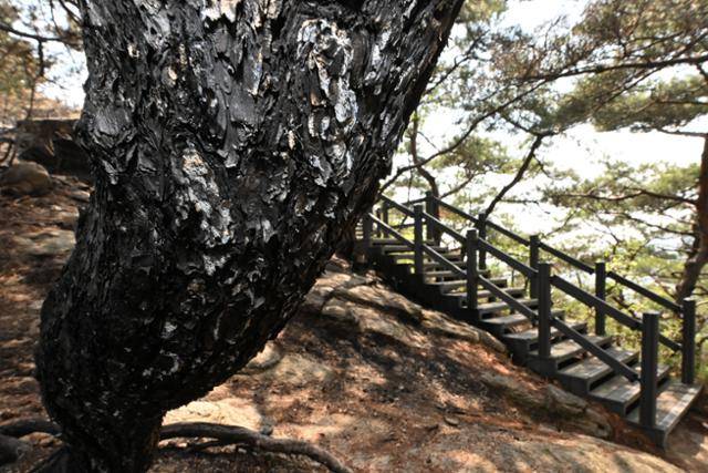 7일 서울 인왕산 개미마을~기차바위 등산로에 서 있는 소나무가 숯처럼 타버렸다.