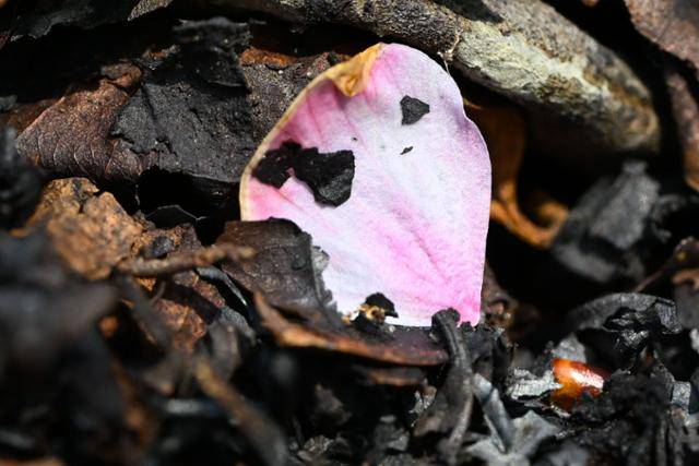 7일 서울 인왕산 개미마을~기차바위 등산로 인근에 산불로 발생한 재가 쌓인 가운데 벚꽃 잎이 떨어져 있다.