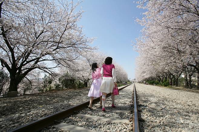 진해 군항제는 왕벚나무가 일제히 꽃망울을 터뜨릴 무렵에 시작된다. 왕벚나무는 꽃이 탐스럽고 그 양이 많아 일품 풍경을 선사한다. 2008년 [연합뉴스 자료사진]