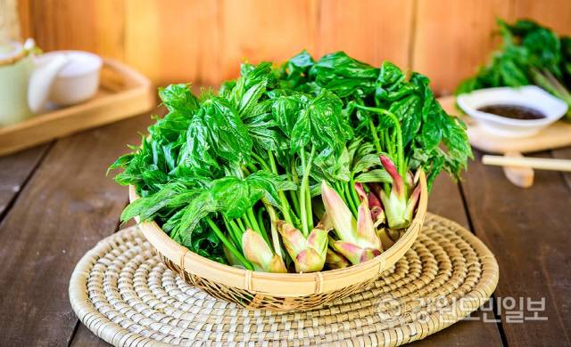 ▲ 강릉  개두릅