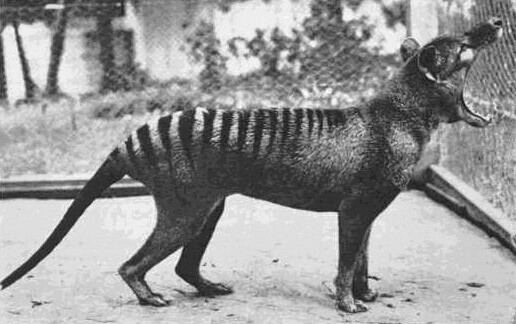 호주 태즈메이니아 호바트 동물원의 마지막 주머니 늑대 ‘벤저민’. 1936년 죽어 이 종이 멸종한 것으로 알려졌다. 위키미디어 코먼스 제공.