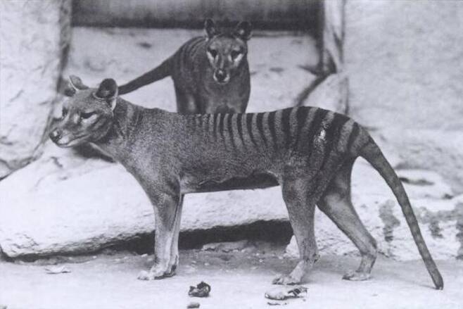 1902년 미국 워싱턴 디시 동물원에 전시됐던 주머니 늑대 암컷과 새끼. 위키미디어 코먼스 제공.