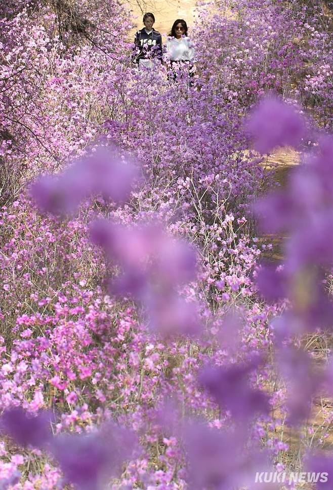 10일 대구·경북은 대기가 매우 건조하고 바람도 강하게 불겠다. 아침 최저기온은 -1~9도, 낮 최고기온은 20~24도로 예상된다. 사진은 진달래가 활짝 핀 대구 서구 와룡산. (최태욱 기자) 2023.04.10