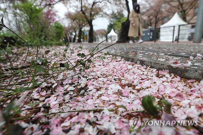 벚꽃 끝 [연합뉴스 자료사진]