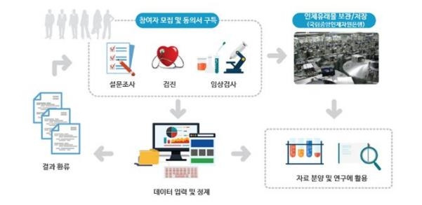 한국인유전체역학조사사업 추진체계 [질병청 제공]