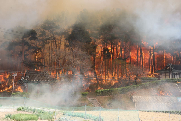 11일 오전 8시 22분께 강원 강릉시 난곡동 일원에서 발생한 대형 산불에 나무들이 소실되고 있다. 산림·소방당국은 산불대응 3단계를 발령하고 진화 인력을 강릉으로 집중시키고 있다. [사진=뉴시스]