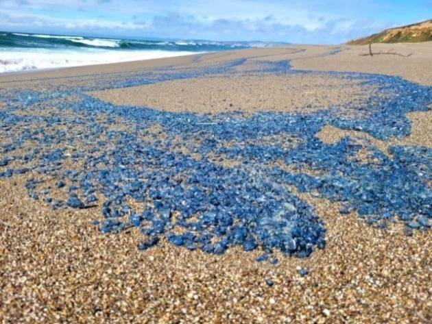 미국 캘리포니아 해변에 출몰한 히드라충 떼. /사진=포인트 라이스 국립해변관리소(Point Reyes National Seashore) 페이스북