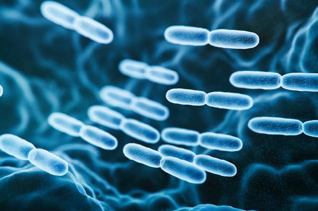 마이크로바이옴은 우리 몸에 사는 유익 세균총 집단이다. [Gettyimage]