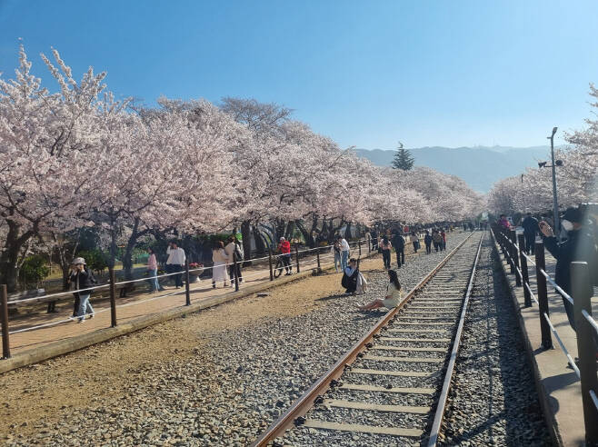 ◇창원의 경화역은 매년 봄 벚꽃시즌 관광객들이 즐겨 찾는 곳이다. 사진=김세형
