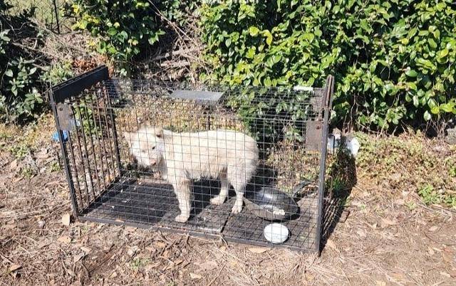 지난달 31일 제주시 구좌읍 송당리에 위치한 축사에 키우던 송아지가 들개떼의 습격으로 죽었다는 신고가 접수됐다. 사진은 신고를 받고 출동한 제주자치경찰단이 포획한 들개. 제주도 자치경찰단 제공